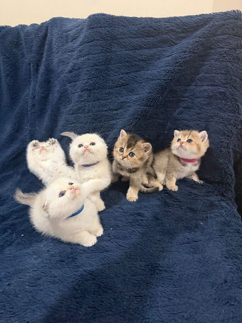 Beautiful Scottish Fold & Straight Kittens