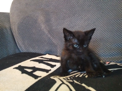 Stunning maincoon cross BOY last of litter