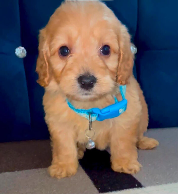 Adorable puppies