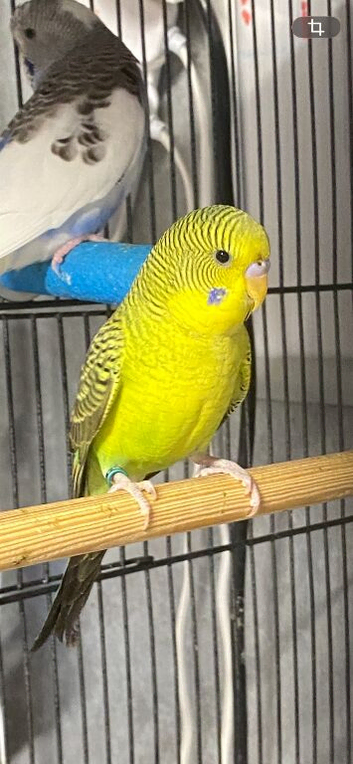 Black wing budgie