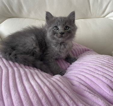 Grey Male Ragdoll /Maine Coon Kitten