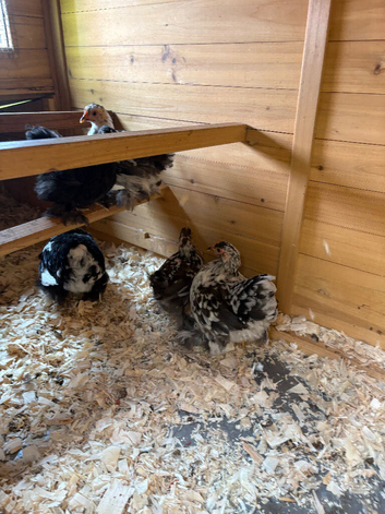 5 pekin bantam pullets