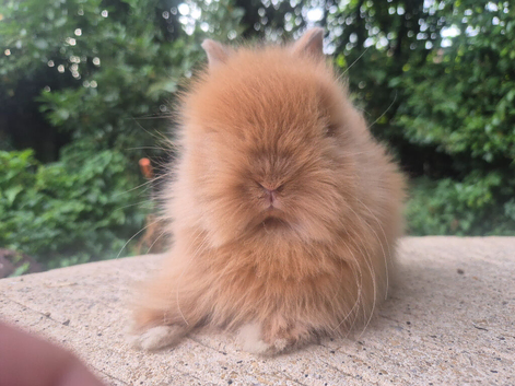 Stunning Teddydwerg babies for sale- parents imported