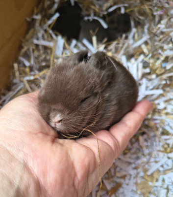 Mini lop bunnies ready 21st November
