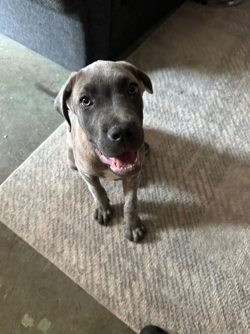 Cane corso