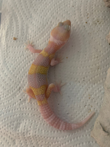 Albino leopard gecko cb26