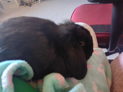 Pure mini lop female