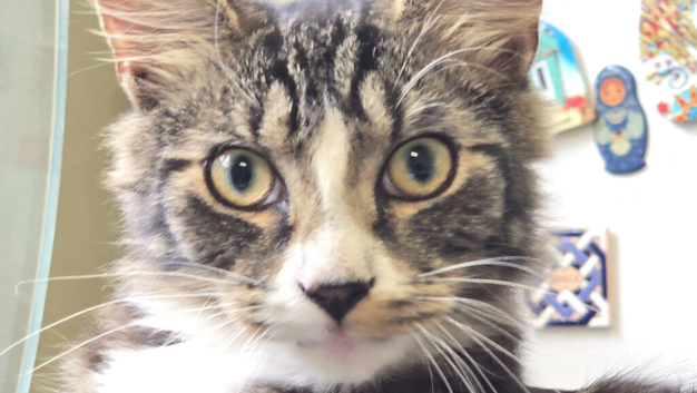 Two boys needing homes