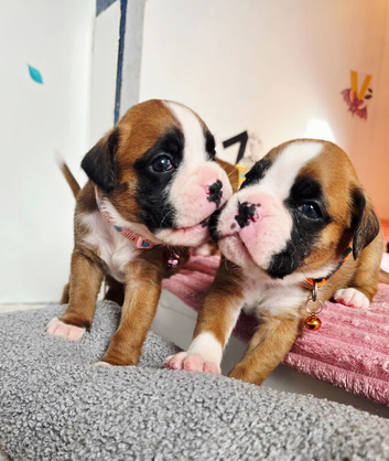 Gorgeous KC Reg Boxer Puppies