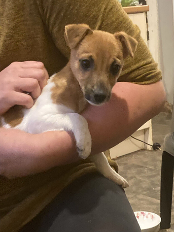 15 week old Jack Russel bitch
