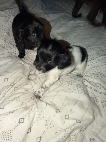 1 beautiful puppie