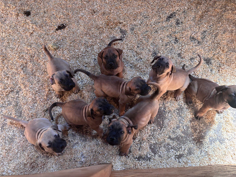 South African boerboels