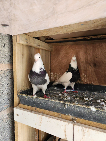 Iranian pigeons