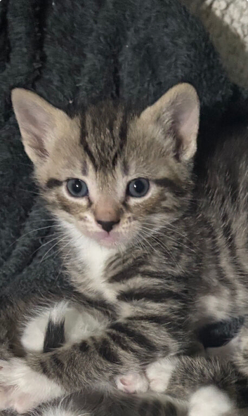 Kittens