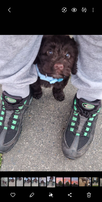 6 month cockapoo male need new home asap