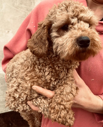 Two Stunning DNA hereditary clear RED Cavapoo female puppies 11 months old