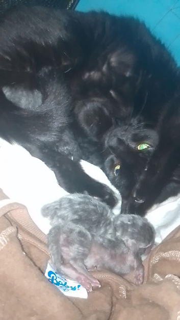 Russian blue x tabby kittens