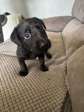 Labrador puppies