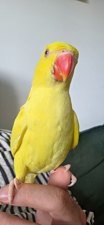 Baby ringneck