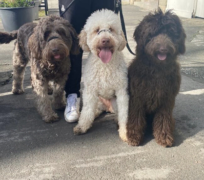 Multigen Labradoodle Puppies &ndash; Waiting List Now Open!