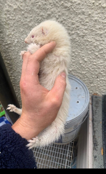 Small ferrets
