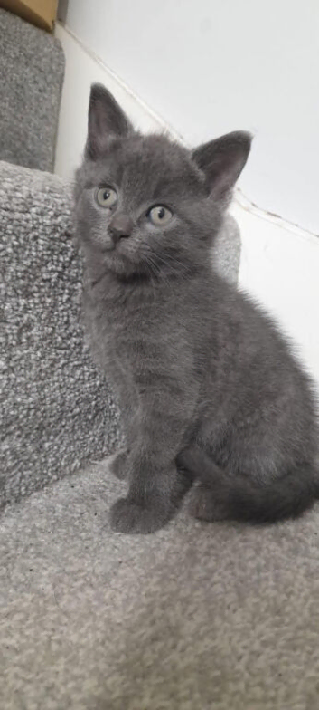 Russian blue