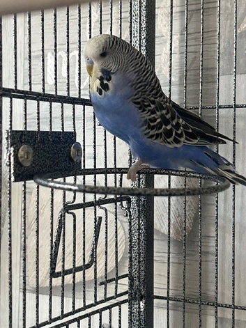 Young budgie for sale