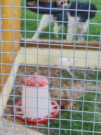 7 week old chicks