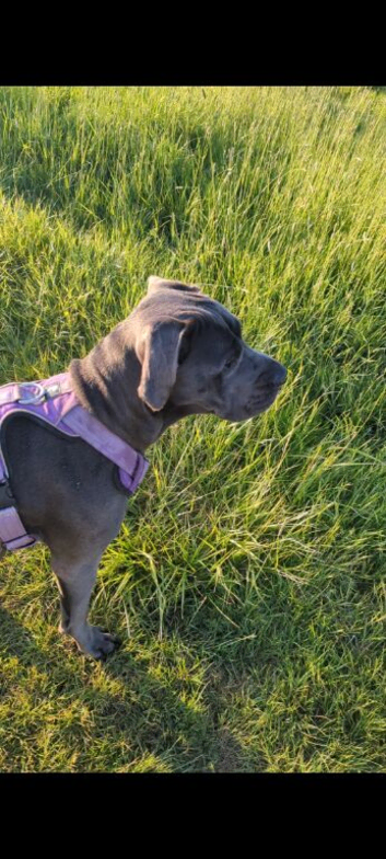 Luna - great Dane/cane corso