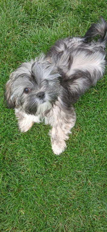 Beaytiful lucy shihtzu