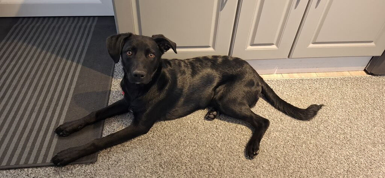 7 month old crossbread Buddy is collie cross with lab