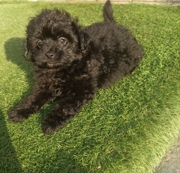 Beautiful pomapoo MALE puppy.