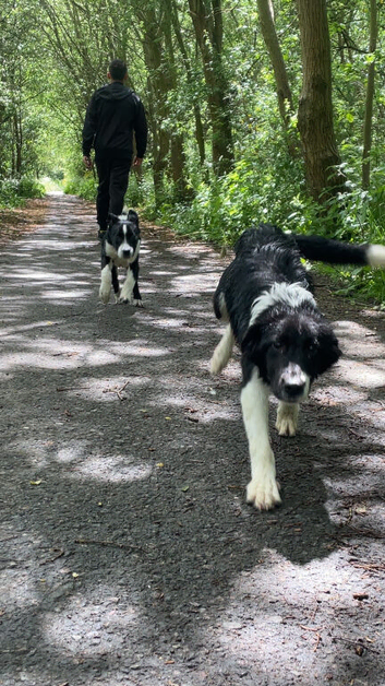 Kong & Sox