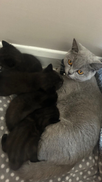 Stunning BSH KITTENS X