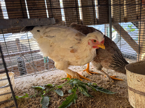 Chickens