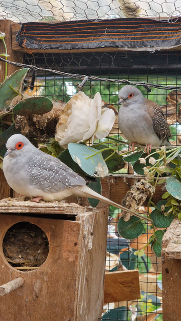 Diamond doves
