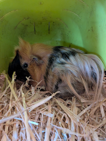Pair of boars