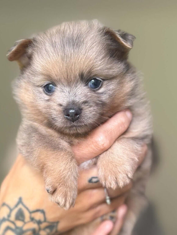 Rare! Merle Pomeranian puppies
