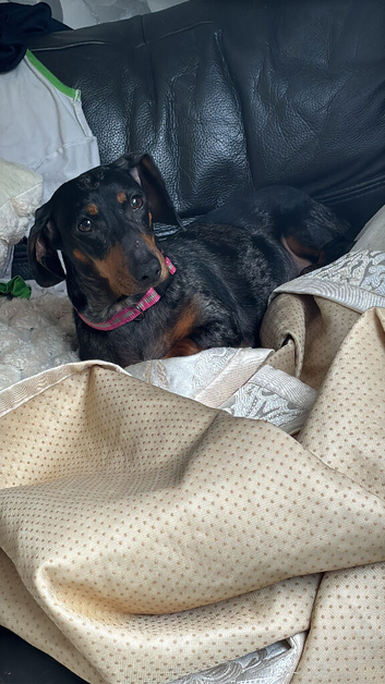 Dacshund bitch