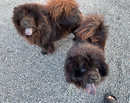 MINI CHOW SISTERS REHOME