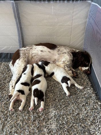 English Springer Spaniel Puppies