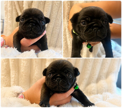 Pug Pup  - 1 BOY LEFT - READY NOW