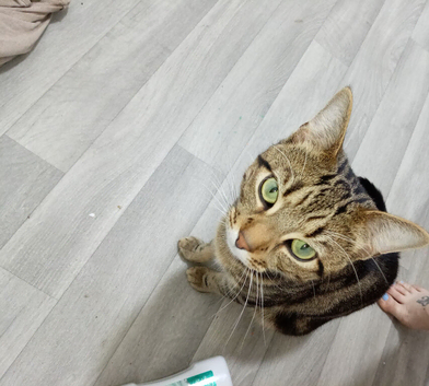 Bengal bueno
