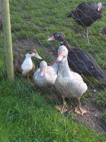 Muscovy ducks