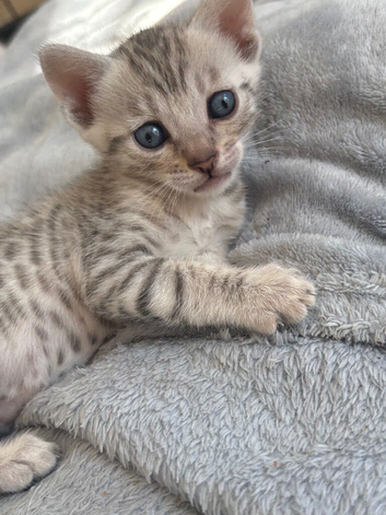 Stunning Bengal &times; British Shorthair Kittens