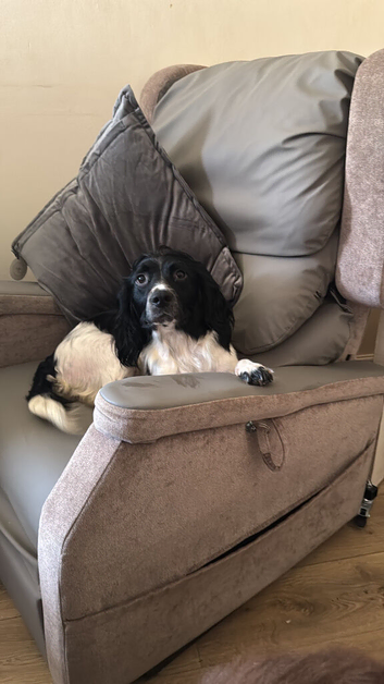2 English springer spaniels left now
