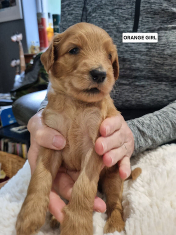 LAST GIRL! Fox Red F2b Goldendoodle puppies