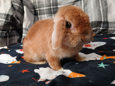 Female spayed and vaccinated minilop
