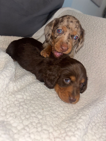 Kc Long haired dachunds
