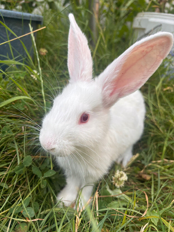 New Zealand Bunnies